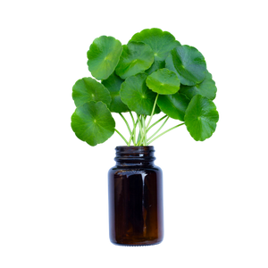 סנטלה Centella asiatica