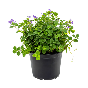 בקופה Bacopa monnieri